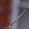 Amelanchier arborea, flowers