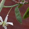 Amelanchier arborea, flowers