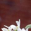 Amelanchier arborea, flowers