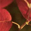 Amelanchier arborea, fall color
