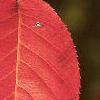 Amelanchier arborea, fall color