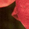 Amelanchier arborea, fall color