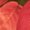 Amelanchier arborea, fall color