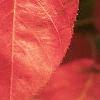 Amelanchier arborea, fall color