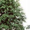 Amelanchier canadensis, habit