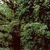 Amelanchier canadensis, habit