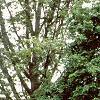 Amelanchier canadensis, habit
