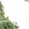 Amelanchier canadensis, habit