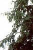 Amelanchier canadensis, habit