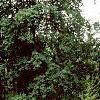 Amelanchier canadensis, habit