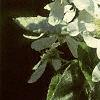Amelanchier canadensis, flowers