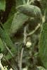 Amelanchier canadensis, flowers