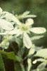 Amelanchier canadensis, flowers