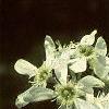 Amelanchier canadensis, flowers