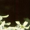 Amelanchier canadensis, flowers