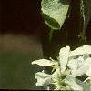 Amelanchier canadensis, flowers