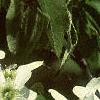Amelanchier canadensis, flowers