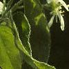Amelanchier canadensis, flowers
