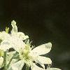 Amelanchier canadensis, flowers