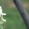 Amelanchier canadensis, flowers