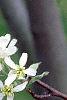 Amelanchier canadensis, flowers