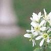 Amelanchier canadensis, flowers