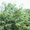 Amelanchier x grandiflora, habit