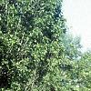 Amelanchier x grandiflora, habit