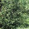 Amelanchier x grandiflora, habit