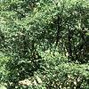 Amelanchier x grandiflora, habit