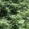Amelanchier x grandiflora, habit