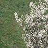 Amelanchier x grandiflora, habit