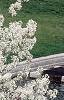 Amelanchier x grandiflora, habit