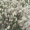 Amelanchier x grandiflora, habit