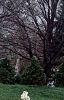 Amelanchier x grandiflora, habit