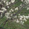 Amelanchier x grandiflora, habit