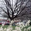 Amelanchier x grandiflora, habit