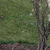 Amelanchier x grandiflora, habit