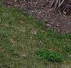 Amelanchier x grandiflora, habit