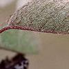 Amelanchier x grandiflora, leaves
