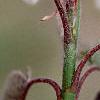 Amelanchier x grandiflora, leaves