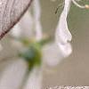 Amelanchier x grandiflora, leaves