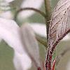 Amelanchier x grandiflora, leaves
