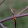 Amelanchier x grandiflora, flowers