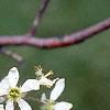 Amelanchier x grandiflora, flowers