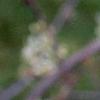Amelanchier x grandiflora, flowers