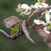 Amelanchier x grandiflora, flowers