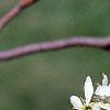 Amelanchier x grandiflora, flowers