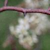 Amelanchier x grandiflora, flowers