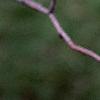 Amelanchier x grandiflora, flowers